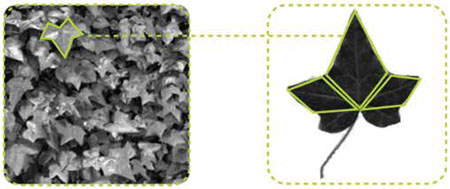 Природным вдохновляющим прототипом проекта Helix стало вьющееся, лазающее растение – плющ, его листья, вернее, определенные сегменты листьев, его пространственная структура, его движение. Природным вдохновляющим прототипом проекта Helix стало вьющееся, лазающее растение – плющ, его листья, вернее, определенные сегменты листьев, его пространственная структура, его движение.